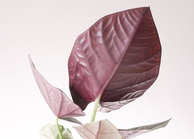 アロカシア クプレア 観葉植物 光沢のある黒葉 漆黒の美しさ