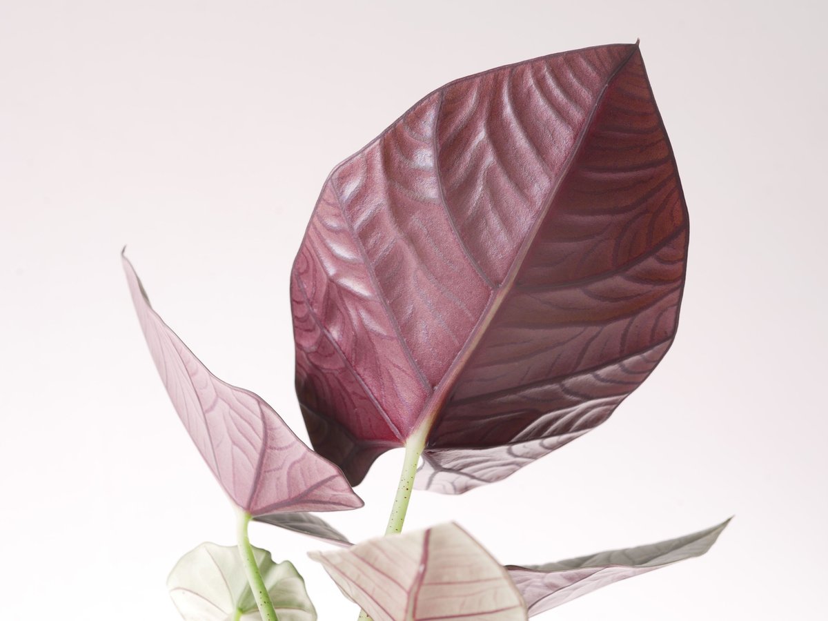 アロカシア クプレア 観葉植物 光沢のある黒葉 漆黒の美しさ