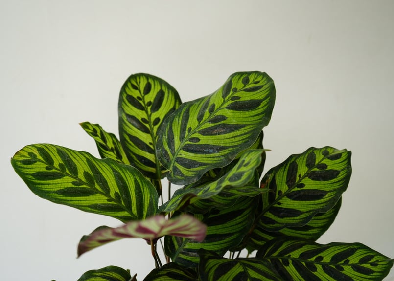カラテア マコヤナ 7号 個性的な葉模様 観葉植物 和洋インテリア 