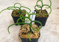 チャメロプス セリフェラ 8号 かっこいいシルバーリーフ ヤシ ドライ