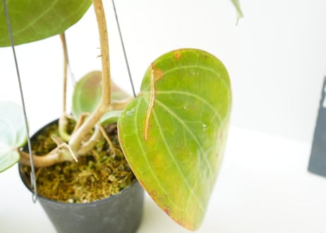 ホヤ ラティフォリア Hoya latifolia 吊り鉢 着生植物 レア植物