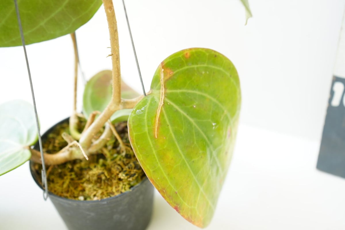Hoya priktai ホヤ 吊り鉢