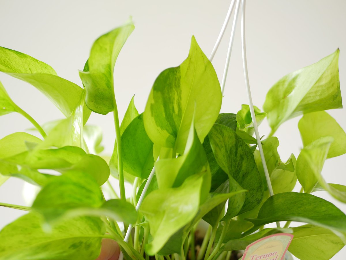 ポトス テルノカーニバル テルノシリーズNo.6 観葉植物 | インテリア