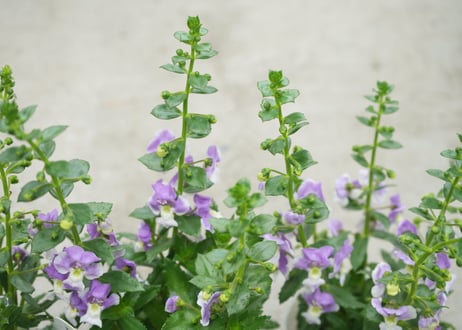 アンゲロニア ウェッジウッドブルー｜涼やかなブルーの花が魅力｜暑さに強い人気花苗｜アンゲロニア　ウェッジウッドブルー 外花苗