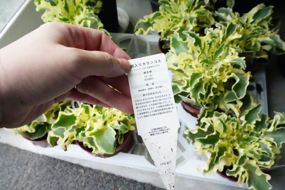 カランコエ 斑入り ラキニアータ 4号 多肉植物 ウェーブする ひらひら