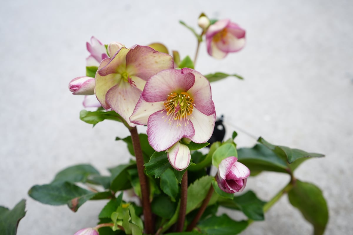 クリスマスローズ イタリアーノカルロッタ 5号 耐寒性宿根草 氷の薔薇 