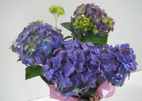 【花なし訳あり・限定４セット】紫陽花４種鉢セット｜地植え｜剪定済み｜希少種あり｜お買い得