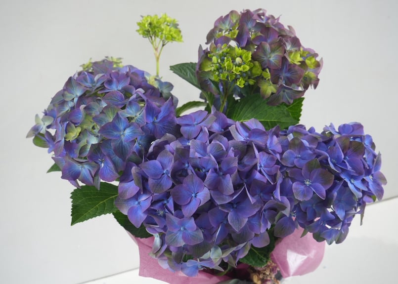 花なし訳あり・限定4セット】紫陽花4種鉢セット｜地植え｜剪定済み