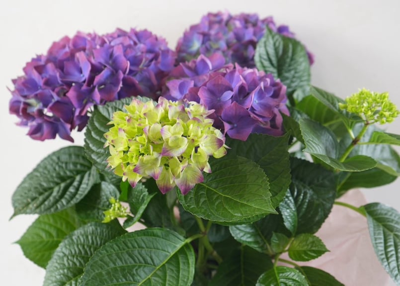レトロ　パーテーション　紫陽花 アジサイ バーガンディ 6号｜深紅の大人カラー紫陽花｜シックで上品な