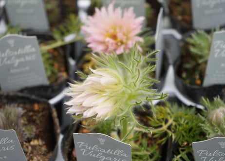 〖おまかせ〗西洋オキナグサ 翁草 3.5号 可愛い大きな花　宿根草　耐寒性多年草