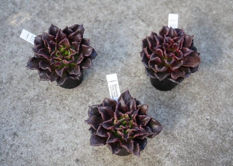 エケベリア スーパーボール Echeveria Super Bowl LeoGonzales