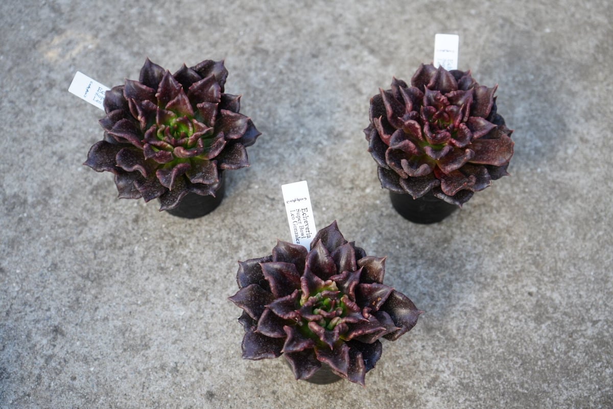 エケベリア echeveria プレミアムプルオーバースウェット ブラック L 現物商品】ショコラ | 多肉植物研究所