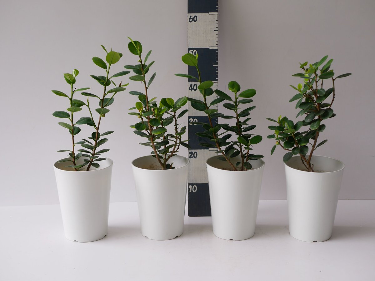 パンダガジュマル 多幸の木 キジムナー 可愛い丸葉 台湾ガジュマル