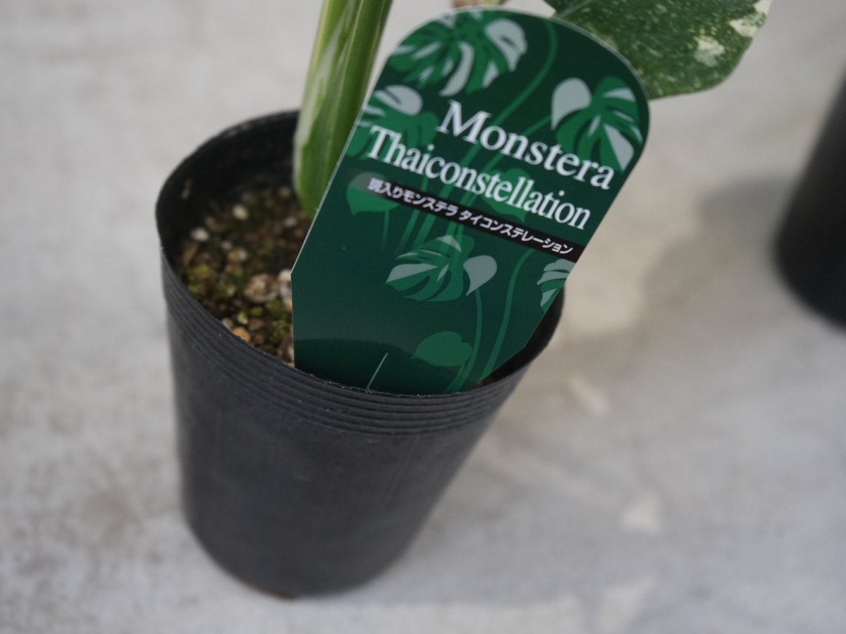 【希少】斑入りモンステラ タイコンステレーション　観葉植物　10号 250506mons10.jpg