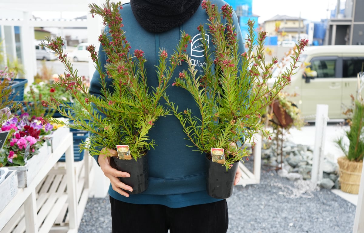 グレビレア ジョンエバンス 3.5号 苗木 ドライフラワーで人気 切れ葉が