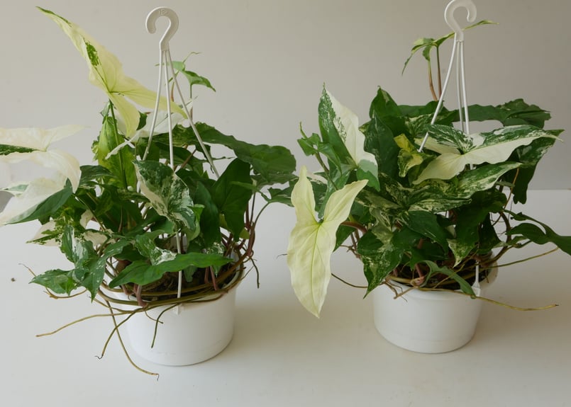 シンゴニウム エメラルドジェム 斑入り フレンチマーブル 5寸