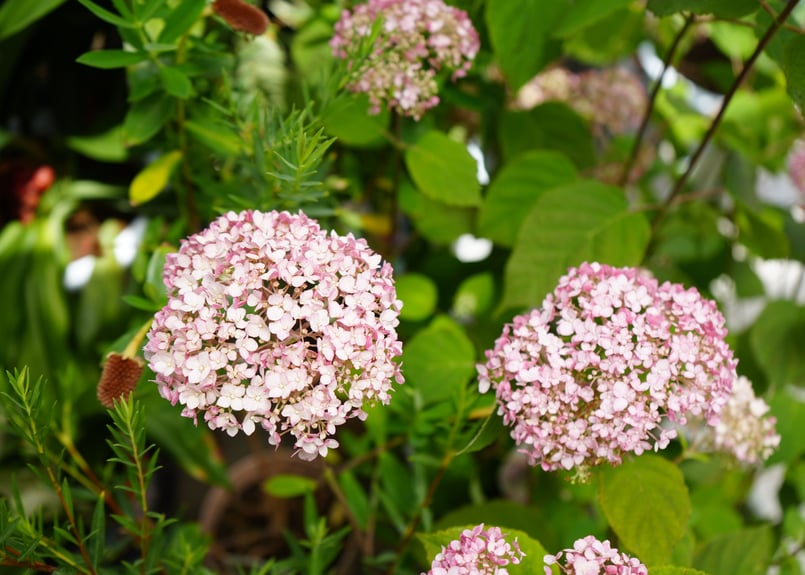 紫陽花 アナベル 5号 ピンク 人気 ギフト ドライフラワーにも