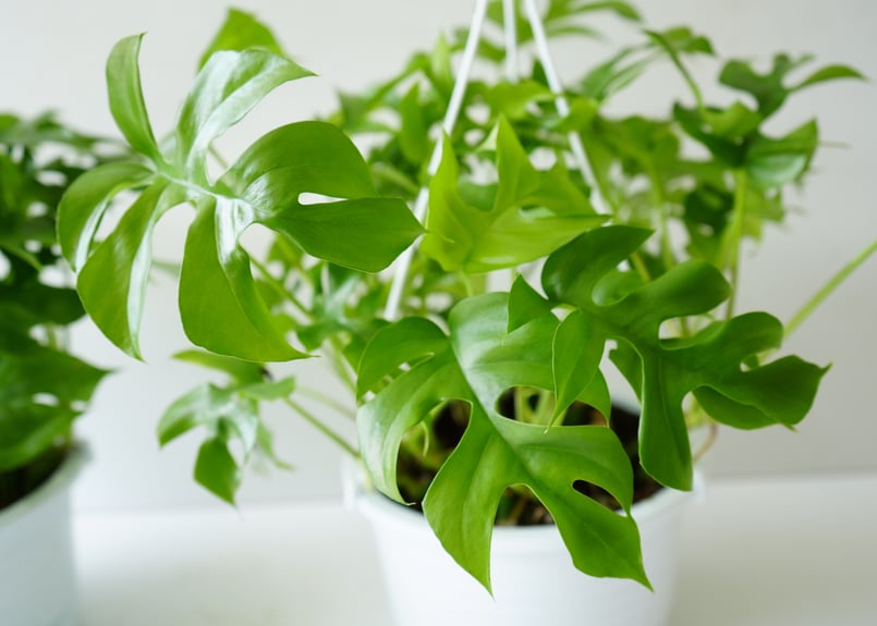 モンステラ 吊り下げ お洒落 ハンキング ヒメモンステラ 観葉植物の