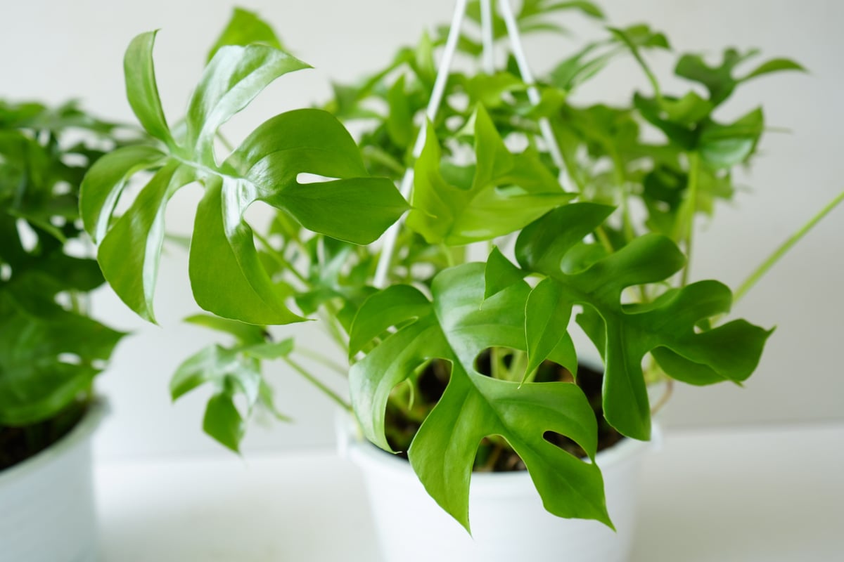 ヒメモンステラ吊り下げ式観葉植物一点物 ヒメモンステラ吊り下げ式観葉植物一点物 飲み込める