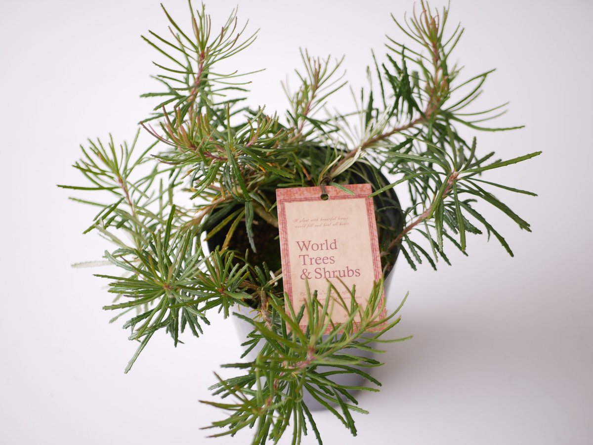 バンクシア バースデーキャンドル | インテリアグリーンとギフト