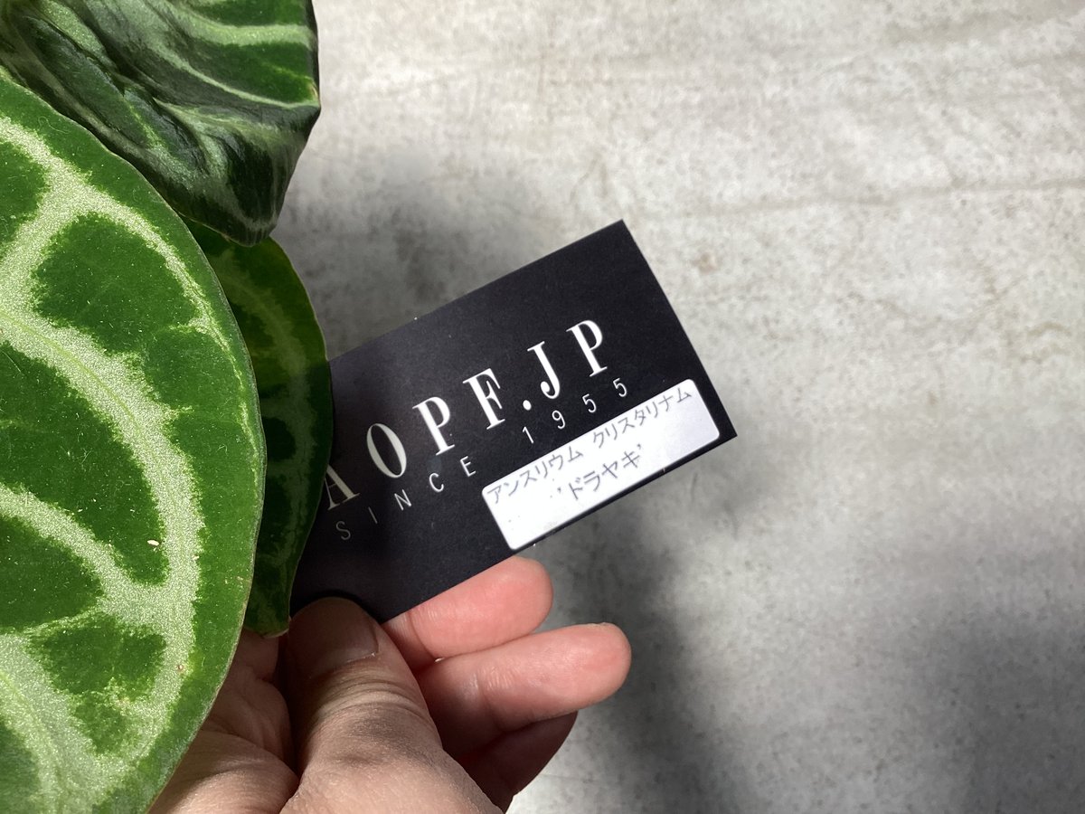 ③アンスリウム ドラヤキ クリスタリナム 4号 レア植物 モザイク様で