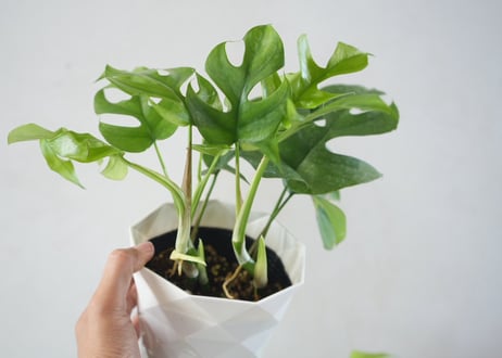 モンステラ アダンソニー（ヒメモンステラ）4.5号｜穴あき葉が美しい観葉植物｜育てやすいインテリアグリーン｜ｱﾀﾞﾝｿﾆｰ (ﾋﾒﾓﾝｽﾃﾗ ﾓﾝｽﾃﾗ 4.5号