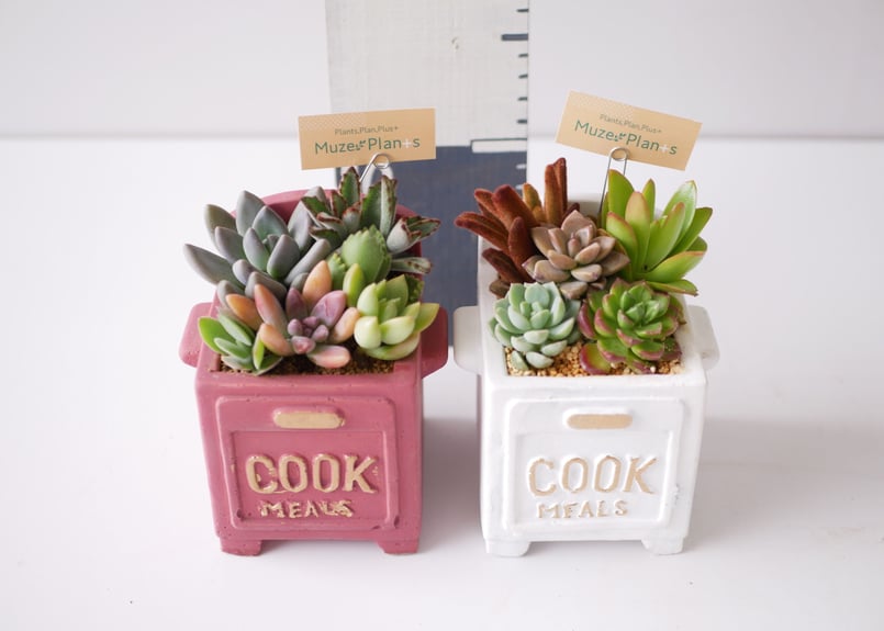 多肉植物 寄せ植え すぐ飾れる 可愛い | インテリアグリーンとギフト