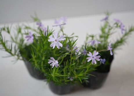 【青の絨毯】芝桜（シバザクラ）オーキントンブルー：春の地表を蒼く染める。アンティークに映える、静かな輝きの宿根草