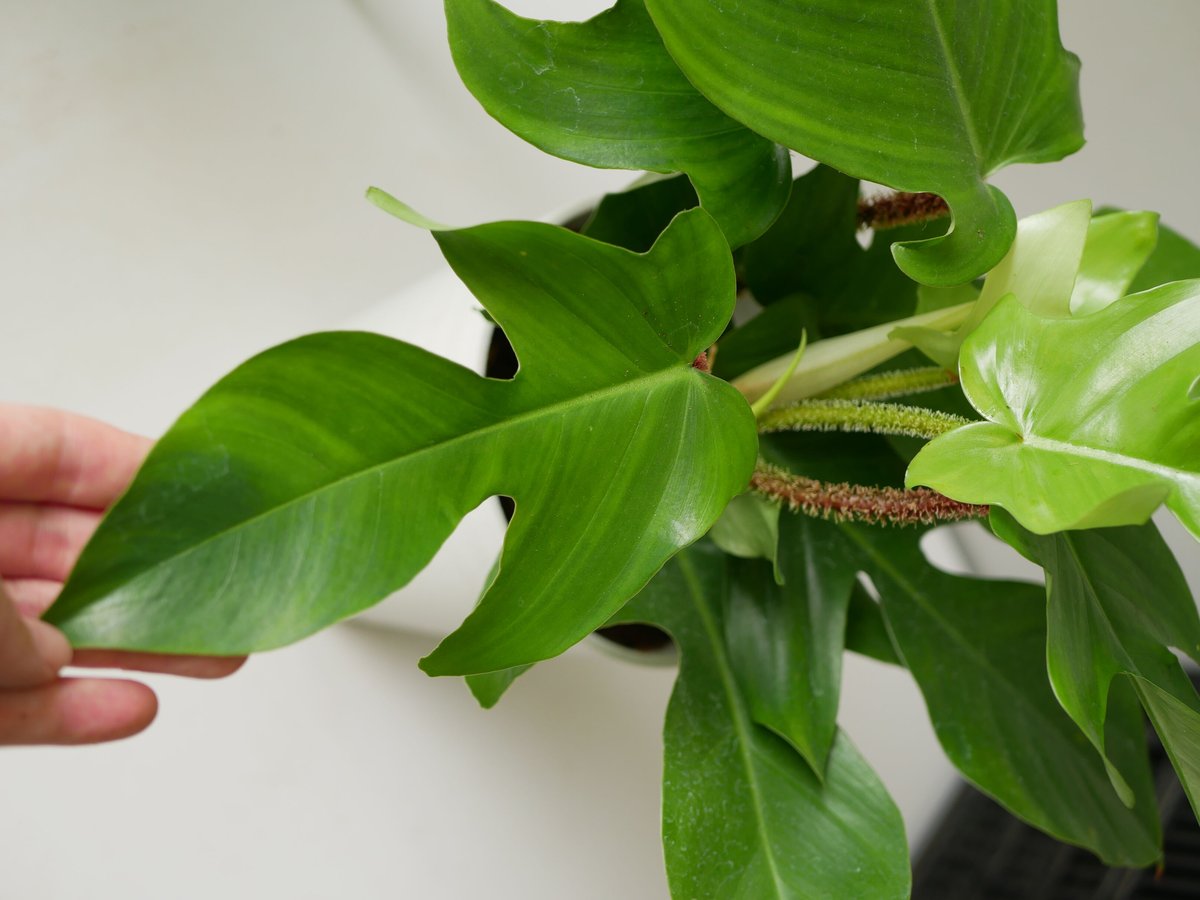 フィロデンドロン スクアミフェルム　5号　観葉植物 フィロデンドロン スクアミフェルム 5号つり鉢 ワタゲカズラ ユニーク