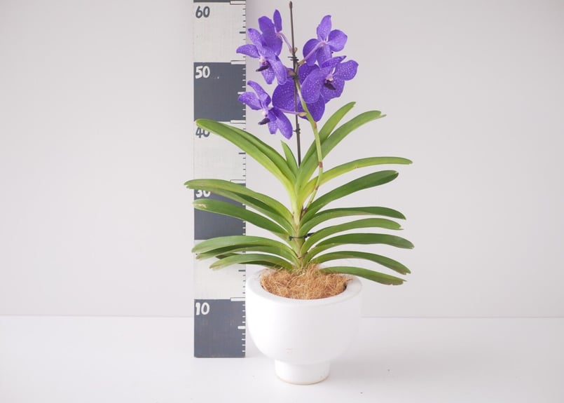 バンダ パチャラデライト パープル 鮮やかな花 洋ラン | インテリア バンダ パチャラデライト パープル 鮮やかな花 洋ラン | インテリア