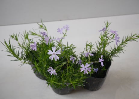 【青の絨毯】芝桜（シバザクラ）オーキントンブルー：春の地表を蒼く染める。アンティークに映える、静かな輝きの宿根草