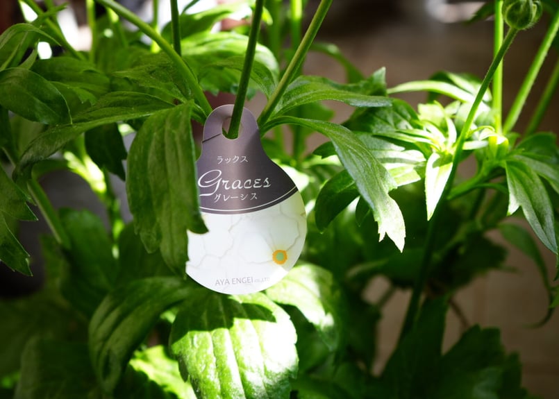 ラナンキュラス ラックスシリーズ グレーシス 豪華な花姿 毎年楽しめる