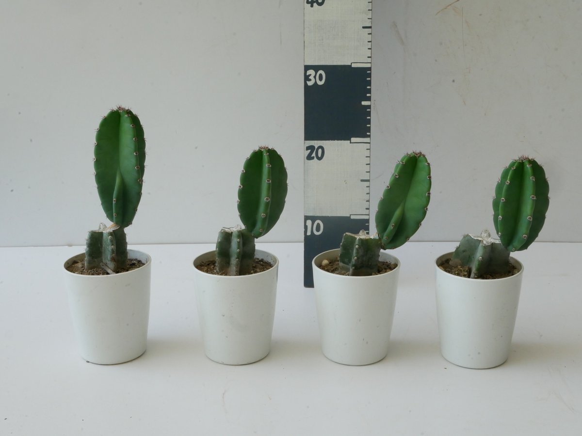 サボテン 柱サボテン 3.5号 多肉植物 ブランチ | インテリア サボテン 柱サボテン 3.5号 多肉植物 ブランチ | インテリア