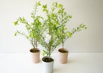 ピメレア ホワイトフェアリー 4号 ふんわりしたお花をつぎつぎに咲かす オージープランツ