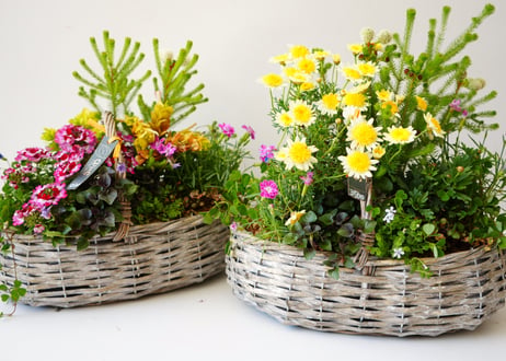 【 おまかせ 】季節の花苗籠よせ 5000円 贈り物 誕生日 ギフト 開店祝い