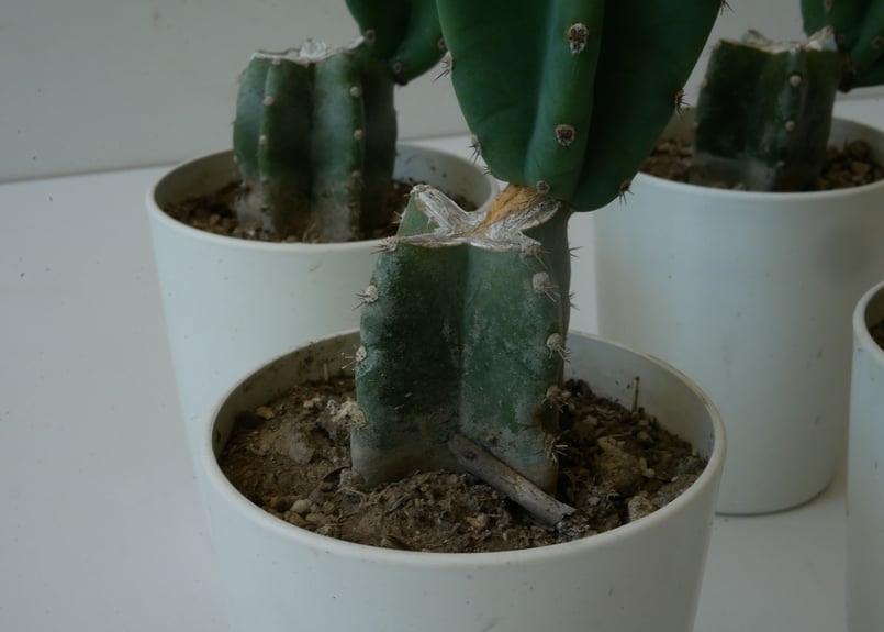 サボテン 柱サボテン 3.5号 多肉植物 ブランチ | インテリア サボテン 柱サボテン 3.5号 多肉植物 ブランチ | インテリア
