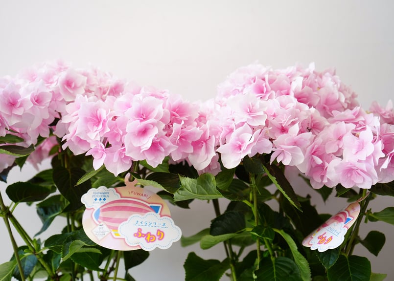 みおり様特別専用ページ　新鮮なアジサイの花房（ピンク・クリーム・緑） 相談02405】アジサイ（ホットチボリ）ピンク5号 - 正花園