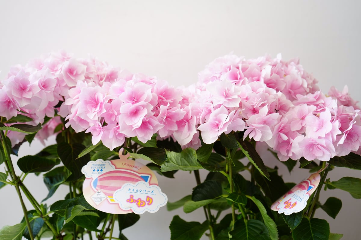 紫陽花 さくらシリーズ ふわり 5号 ピンク 優しい色味 花弁 母の