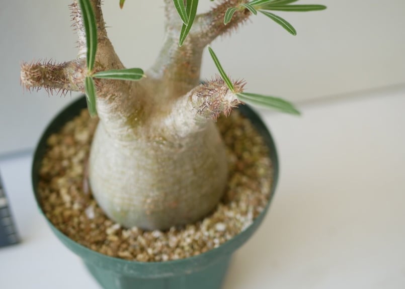 パキポディウム グラキリウス 5号 発根済み | インテリアグリーンと