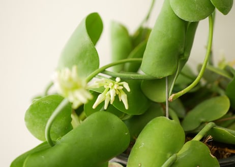 ディスキディア①　着生植物   ハンギンググリーン  うねる大葉