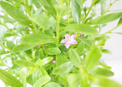 サザンクロス パースピンク 6号鉢｜花木 常緑低木 オージープランツ ピンクの花 香りのある庭 鉢植え ガーデニング｜ｻｻﾞﾝｸﾛｽ 'ﾊﾟｰｽﾋﾟﾝ 他花木 6号