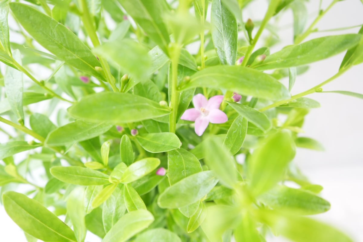 サザンクロス パースピンク 6号鉢｜花木 常緑低木 オージープランツ