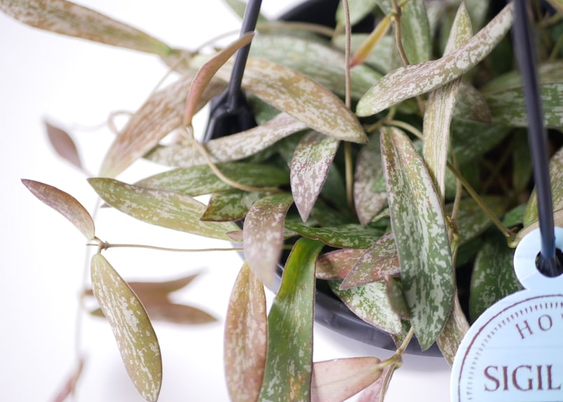 ホヤ シギラティス 5号 吊り鉢 斑入り 細葉 希少 ハンギング まだら