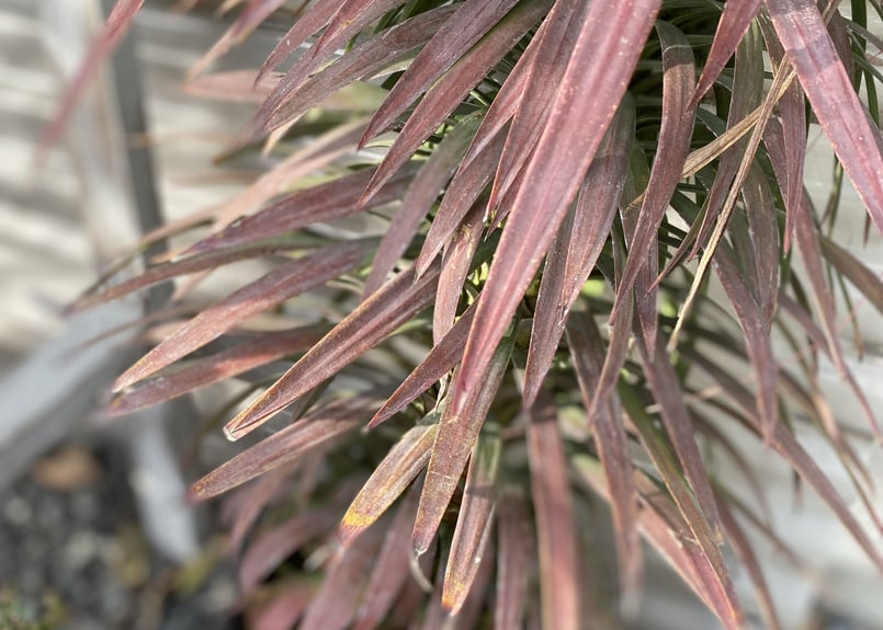 ユッカ デスメティアナ 7号 耐寒性あり 寒さで紅葉 | インテリア