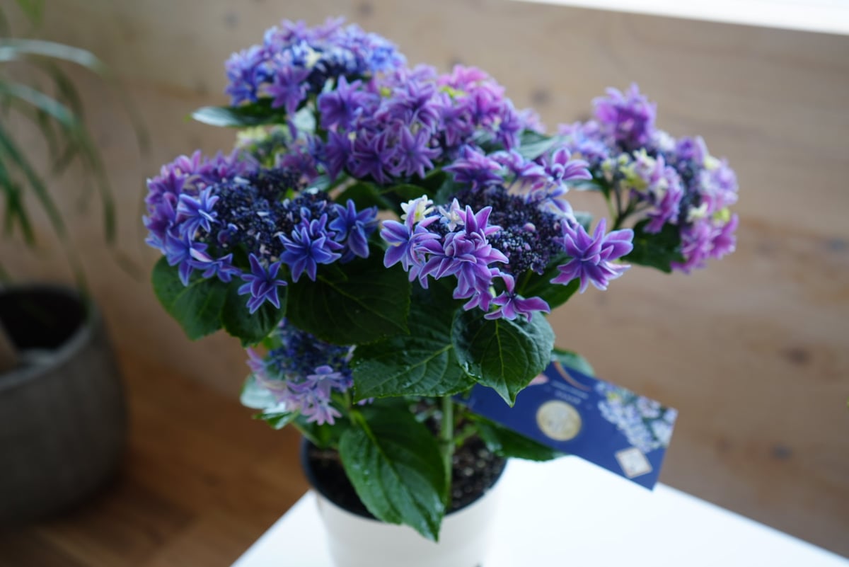 紫陽花 月虹 gekko 5号 ブルー ウェーブかかる花弁 母の日 紫陽花 月虹 gekko 5号 ブルー ウェーブかかる花弁 母の日