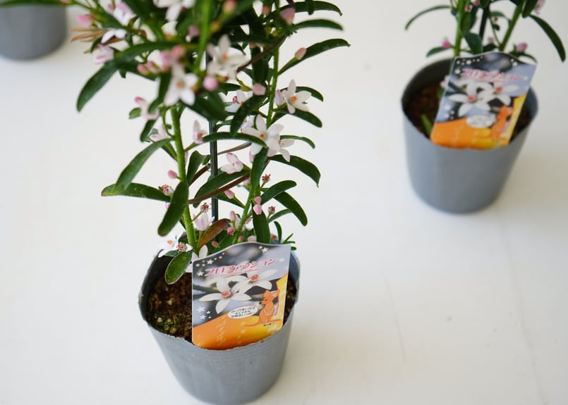 エリオステモン プロファッション 可愛い白い花 寄せ植え 庭木 常緑