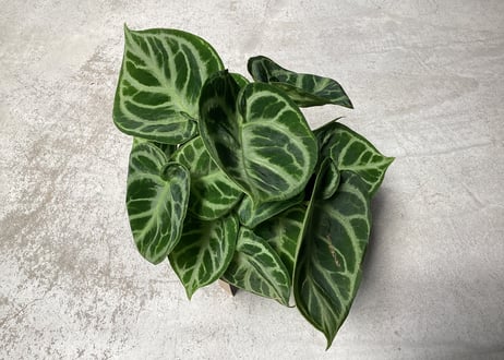 ③アンスリウム ドラヤキ クリスタリナム ４号 レア植物 モザイク様で透ける葉脈 キラキラ輝く葉