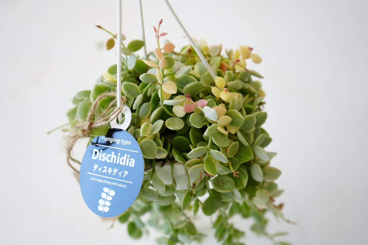 ディスキディア ヌンムラリア バリエガータ 2.5号 吊り鉢