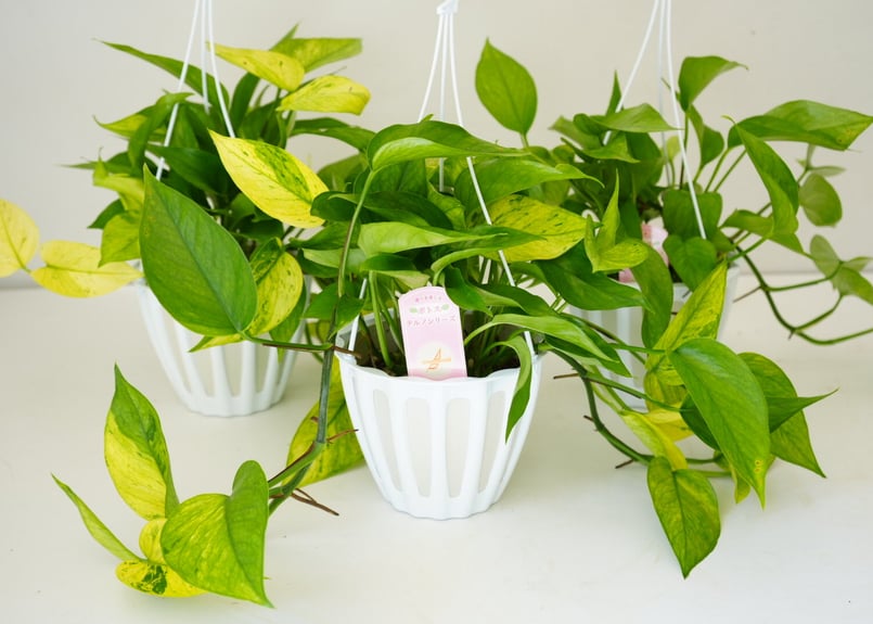ポトス テルノアマゾン テルノシリーズ 観葉植物 イエローリーフ 葉脈
