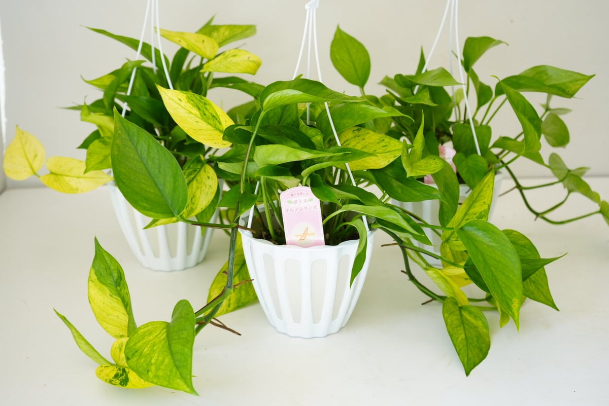 ポトス テルノアマゾン テルノシリーズ 観葉植物 イエローリーフ 葉脈